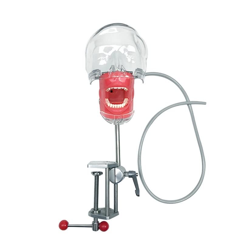 Dental Teaching Head Mold Oral Simulation Simple Fixing Clip Head Mold Student