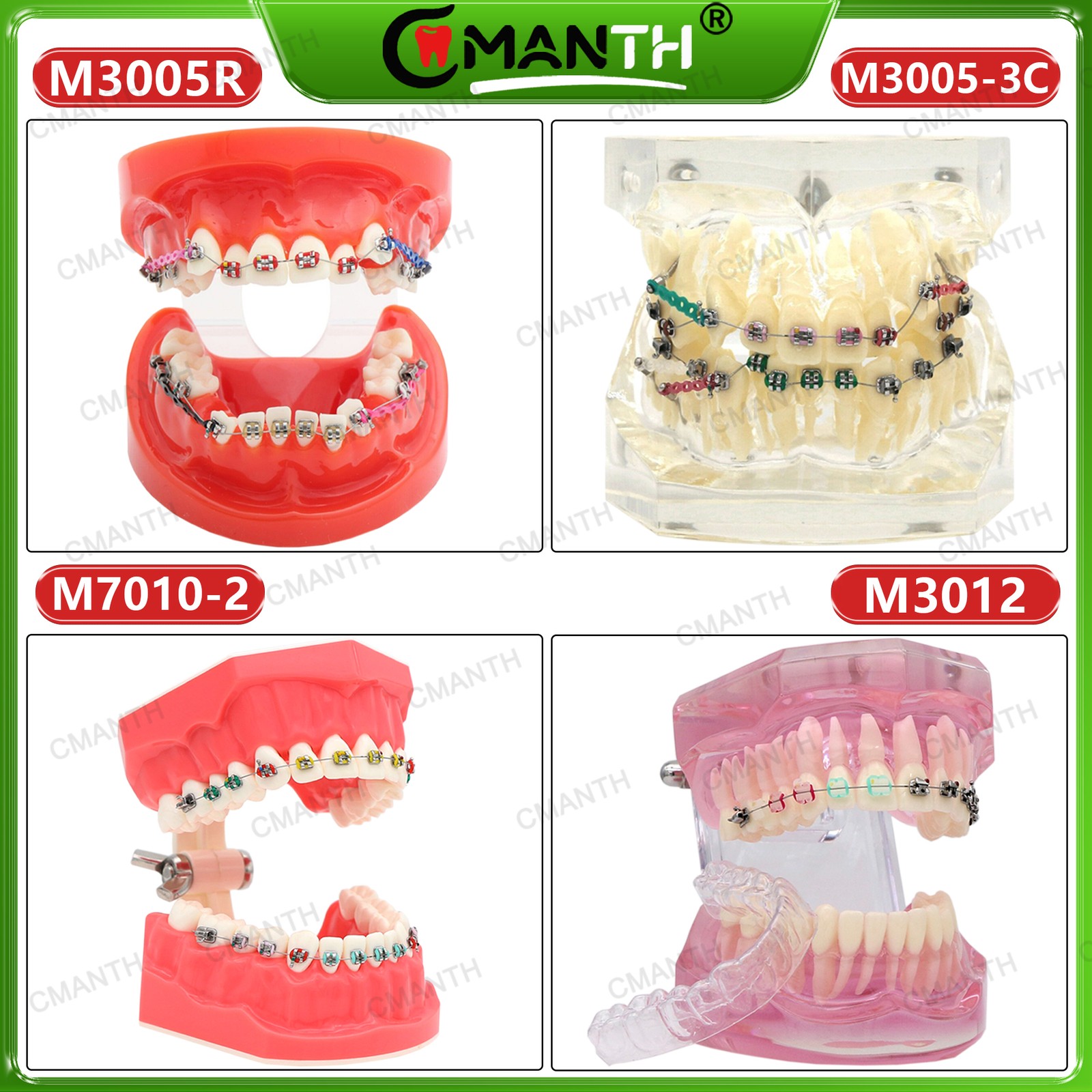 Multiple Types Dental Teeth Model Ortho Implant Practice Teaching Demo Model