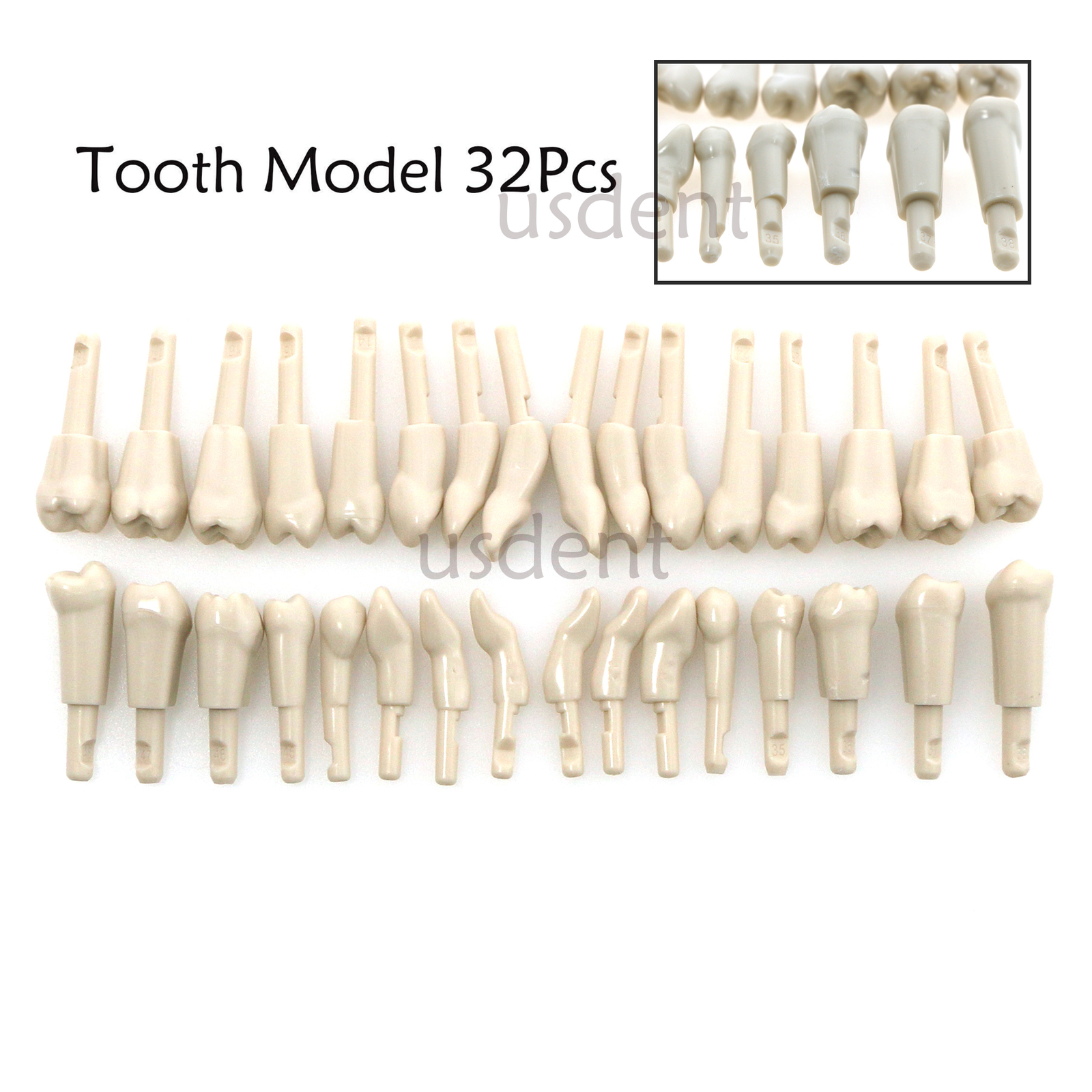 Dental Tooth Model for KaVo Basic Model Spare teeth Retention Mechanism 32Pcs