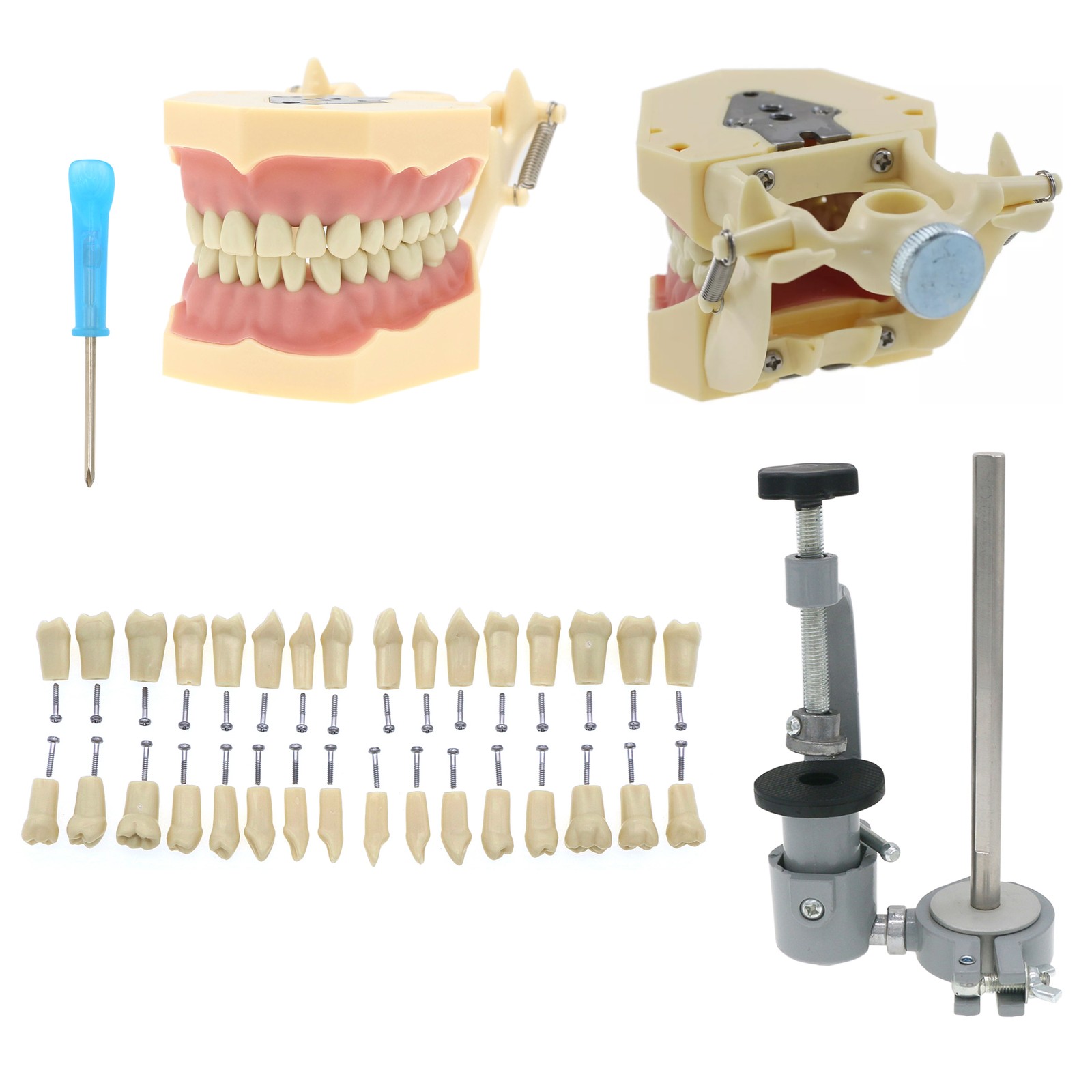 Multi-Type Dental Teaching Typodont Model Ortho/Implant/Pathology Practice Demo