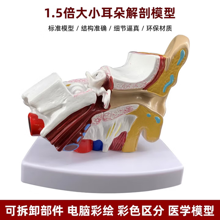Human Body Ear Organ Dissection Model Human Ear Auditory System ENT Model