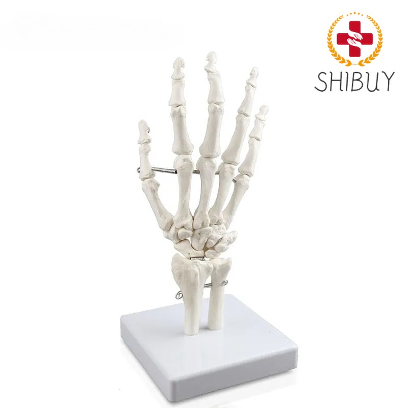 Human Hand Joint Model Hand Skeleton Bone Wrist Vola Palms Skeleton Model