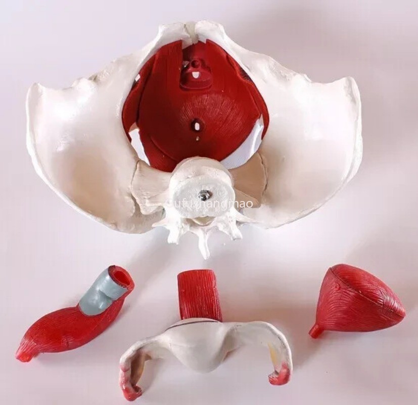 Life Size Female Pelvis Medical/Teaching Anatomy Model Removable Organ 6-part US