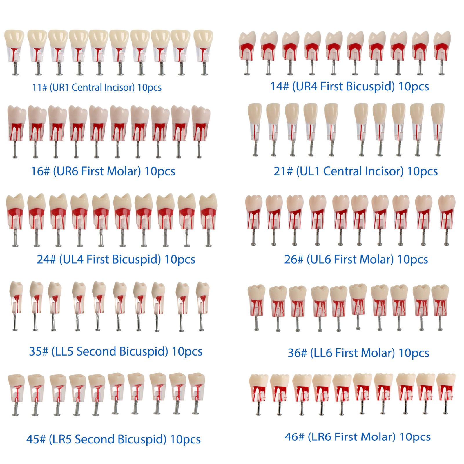 10Pcs Dental Root Canal Teeth Study Model Endodontic Rotary Files Practice Block