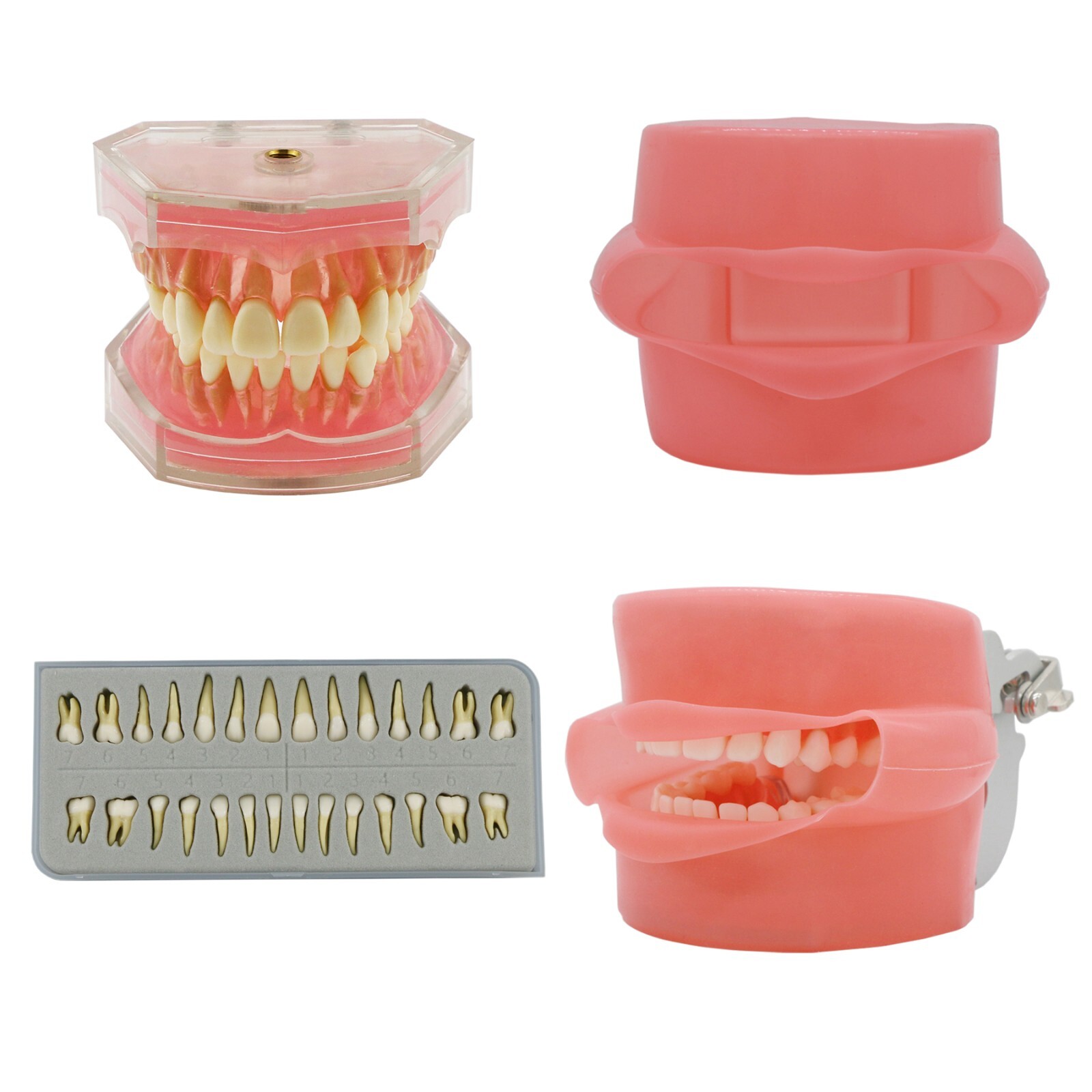 Dental Typodont Practice Model 28Pcs Removable Teeth Model Soft Gum with Cheek