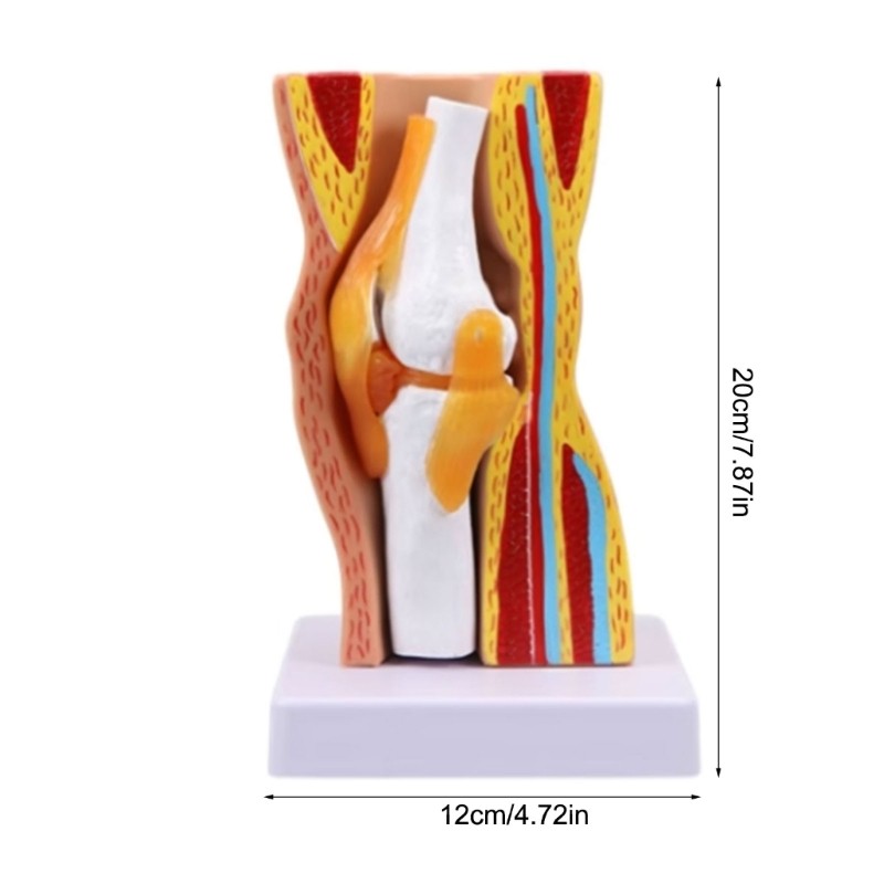 Human Knee Anatomy Model Teaching Model Human Knee Joint Model Easy to Use