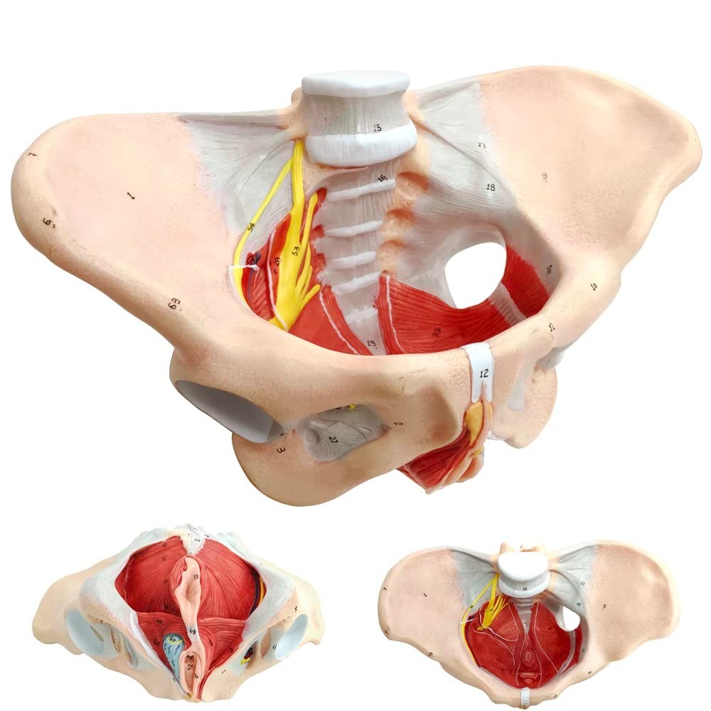 Female Pelvis Model with Pelvic Floor Muscles Perineal Model All in One Femal…