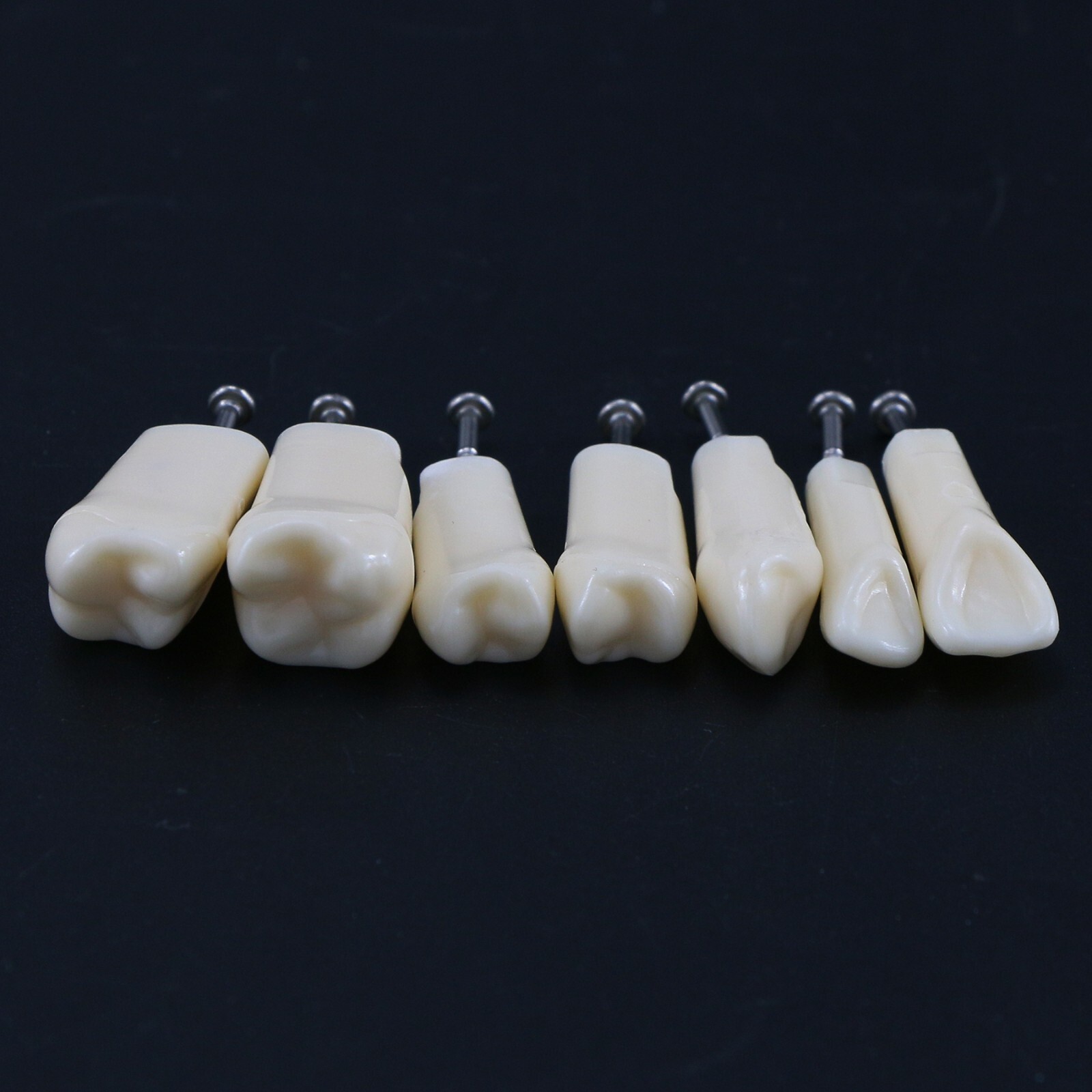 US Dental 28Pcs Typodont Teeth Mounting Pole Model fit Kilgore Nissin 200 Type