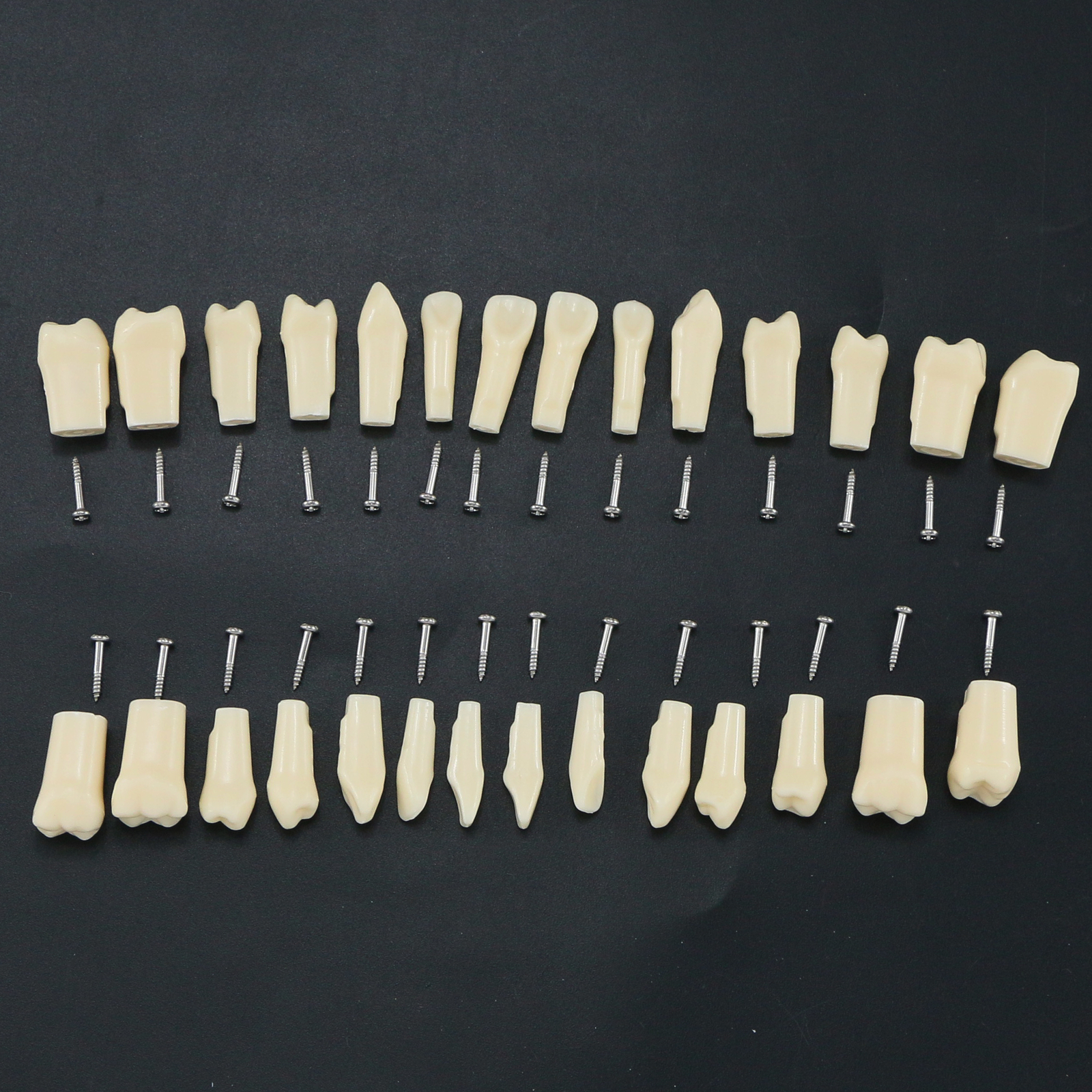 US Dental Replacement Typodont Teeth Set of 28 Teeth for Kilgore Nissin 200