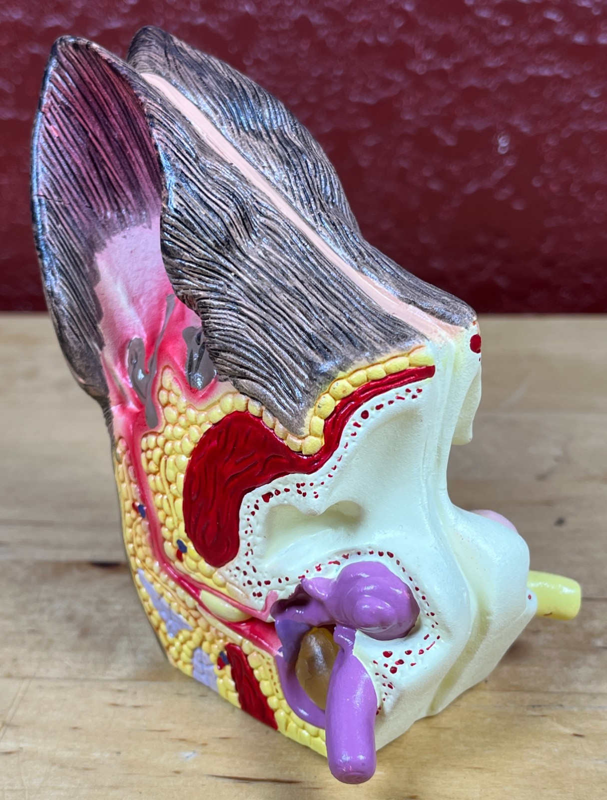 Dog Canine Ear Anatomy Model Veterinary Teaching Pet Clinic Display New 4 1/4”