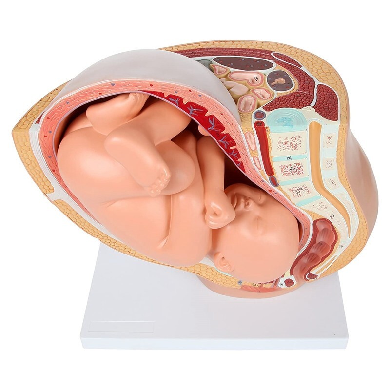Fetus Pregnancy Anatomy Of The Placenta Model Teaching Tools Pregnancy Medical