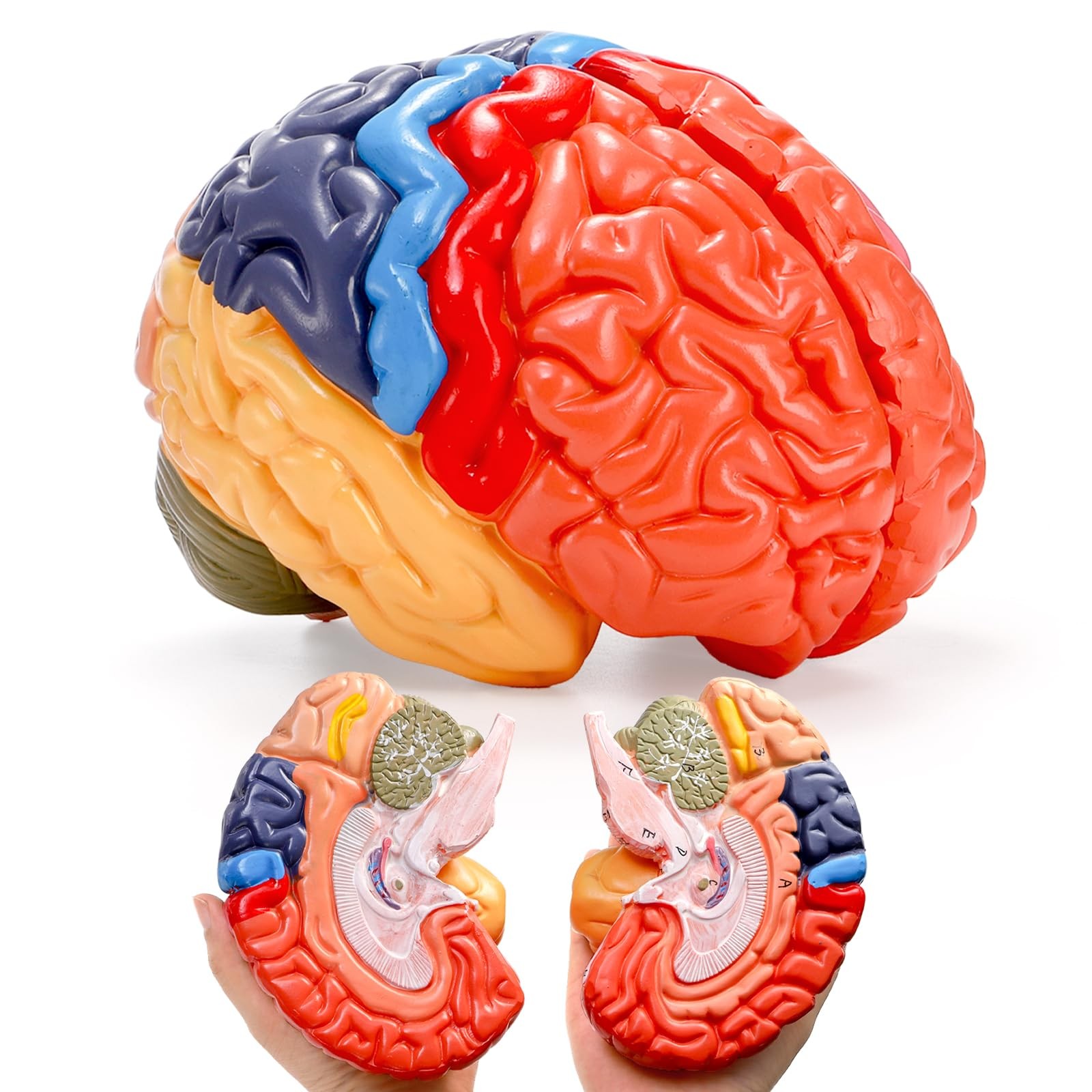 ZENFUN Life-Size Human Brain Anatomical 8*6.7*5.9 inches, Red, Blue, Yellow,