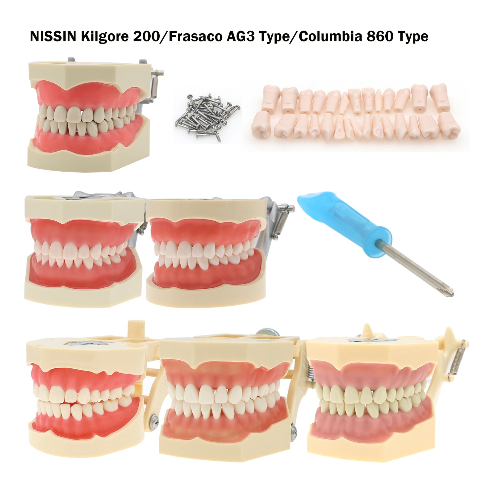 Multi-Type Dental Teaching Typodont Model Ortho/Implant/Pathology Practice Demo