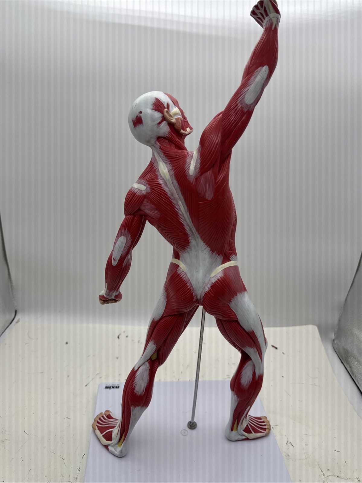 Wellden Muscular System Model, 20” Human Muscles Anatomy Axis Scientific (104)