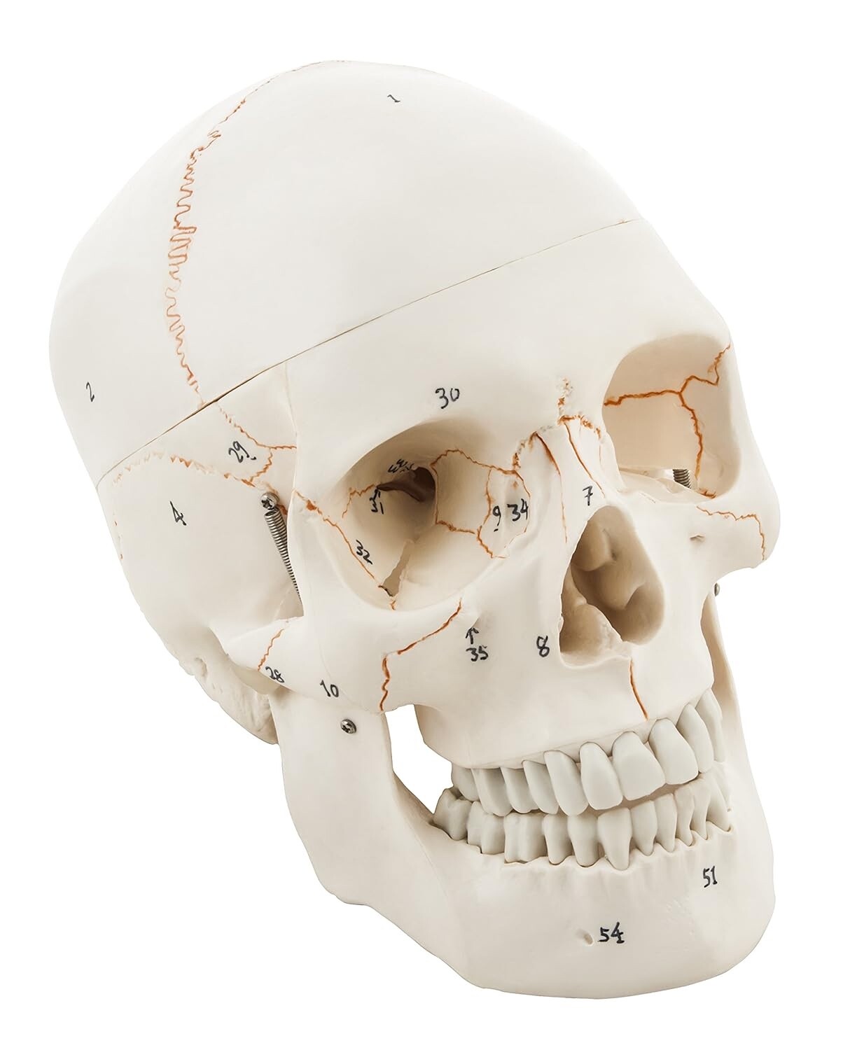 Branded Anatomical Human Skull Model off white Skeleton Anatomy Medical Study
