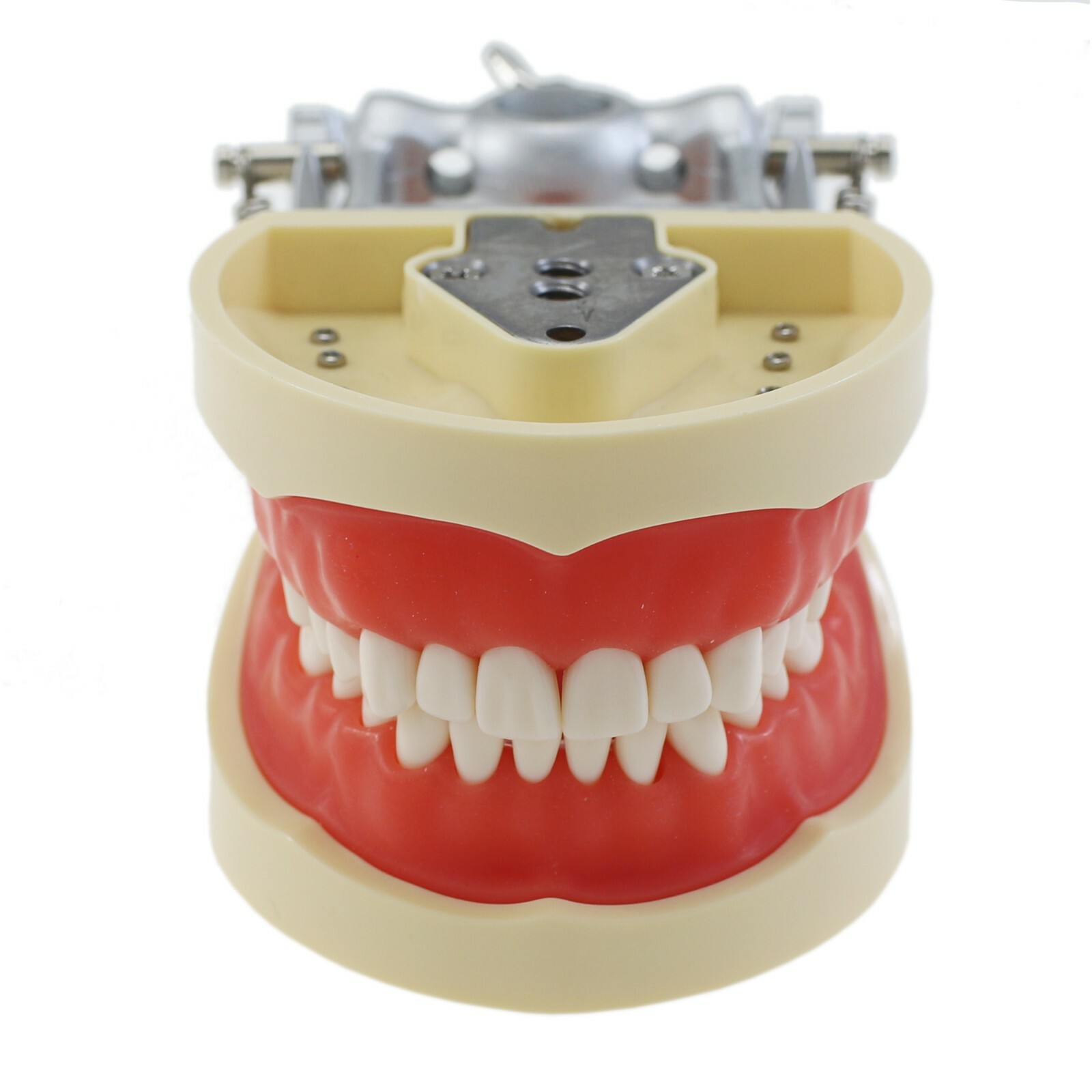 Dental Typodont Model Replacement 32PCS Teeth Mounting Pole Kilgore Nissin 200