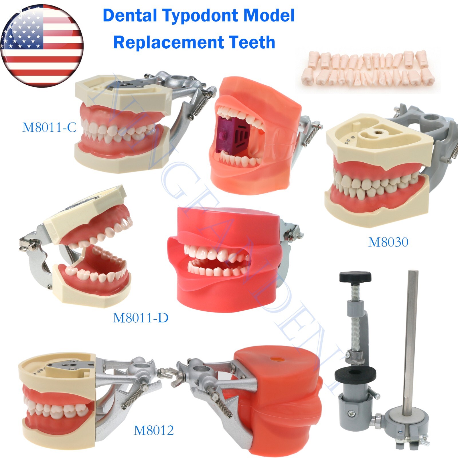 US Dental Typodont Modle, Fully Detachable Teeth,For Kilgore Nissin200, Columbia