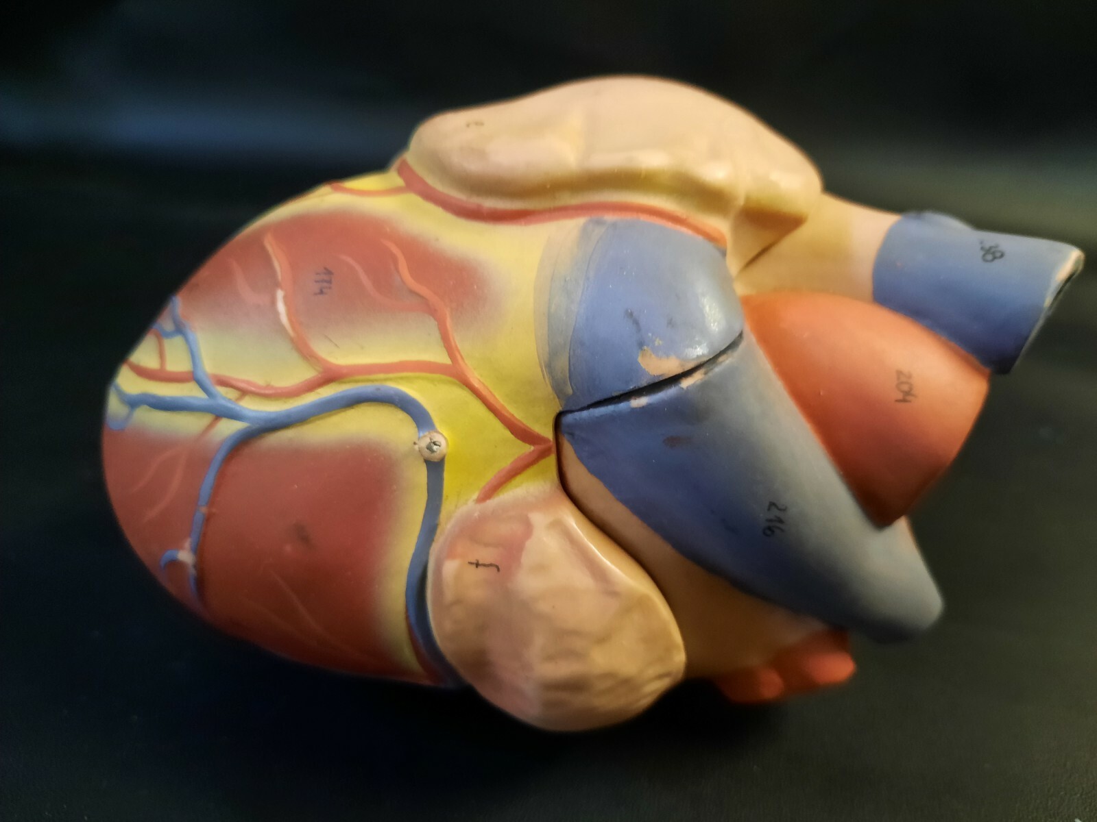 VH Torso replacement heart 2 part 3B Scientific Anatomical Model Anatomy