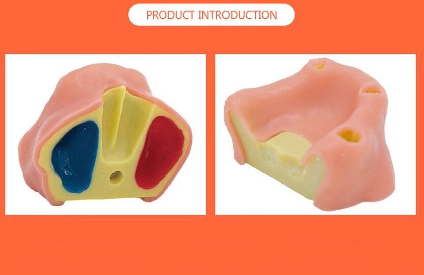 Dental Maxillary Sinus Lift Model Typodont Practice Model TYPE A/B