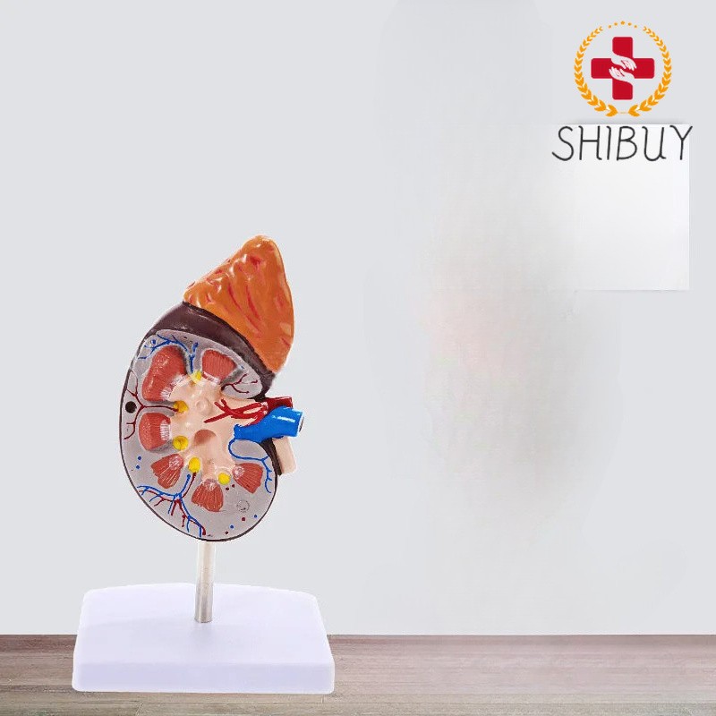 Human Body Organ Viscera Healthy Kidney Anatomy with Adrenal Gland Model