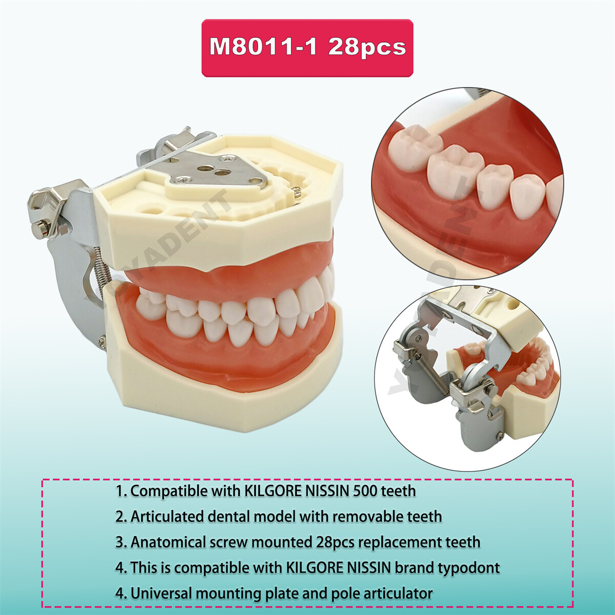 US Dental Typodont Teeth Model Ortho Overdenture Implant Practice Teaching Demo