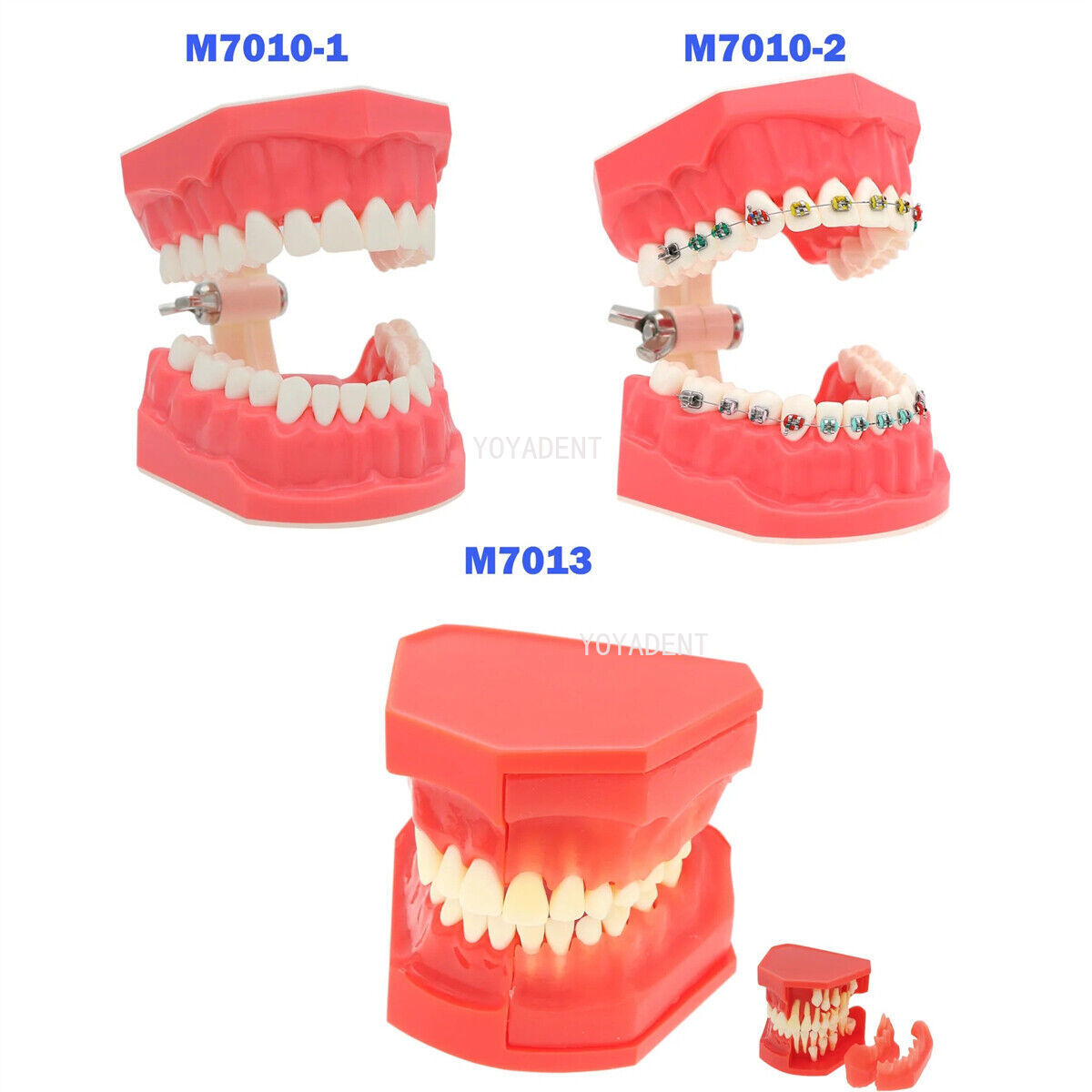 US Dental teeth Model Preparation Training Teaching Ortho Implant Typodont Demo