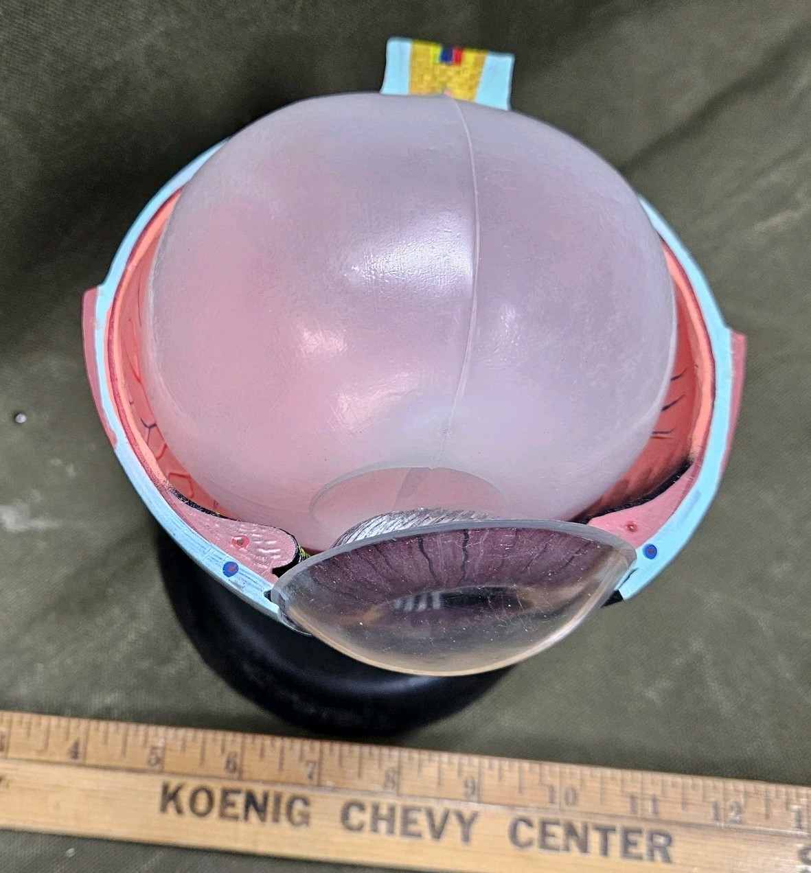 Human EYE Model Anatomy 7 Part Anatomical Eye Model w/ Base Doctor’s Office