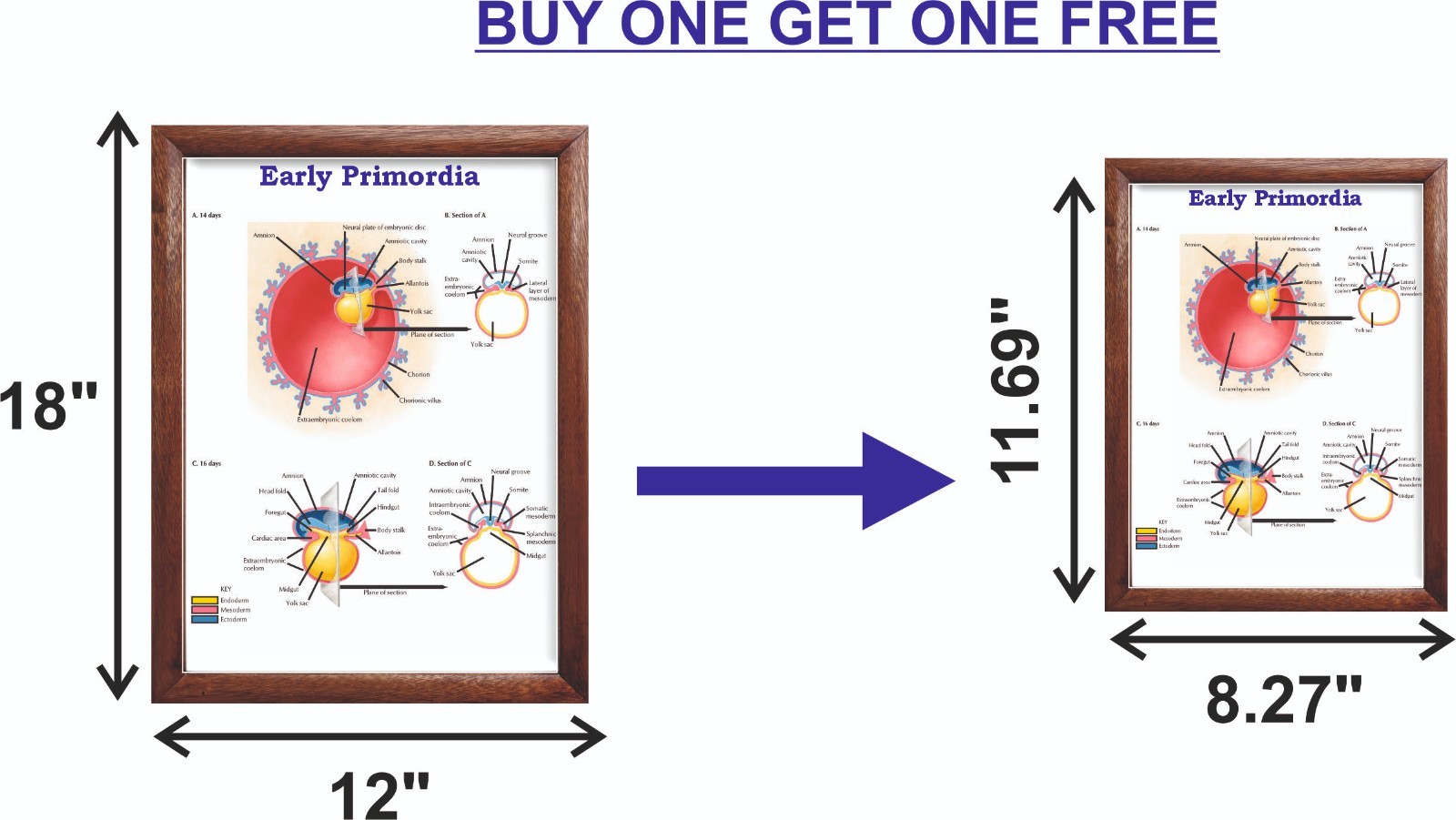 Early Primordia Chart 12×18 inches