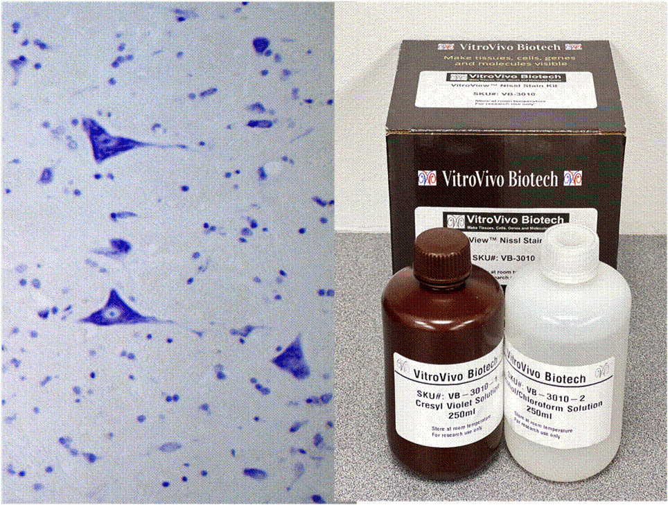 VitroView™ Nissl Stain Kit (Cat# VB-3010)
