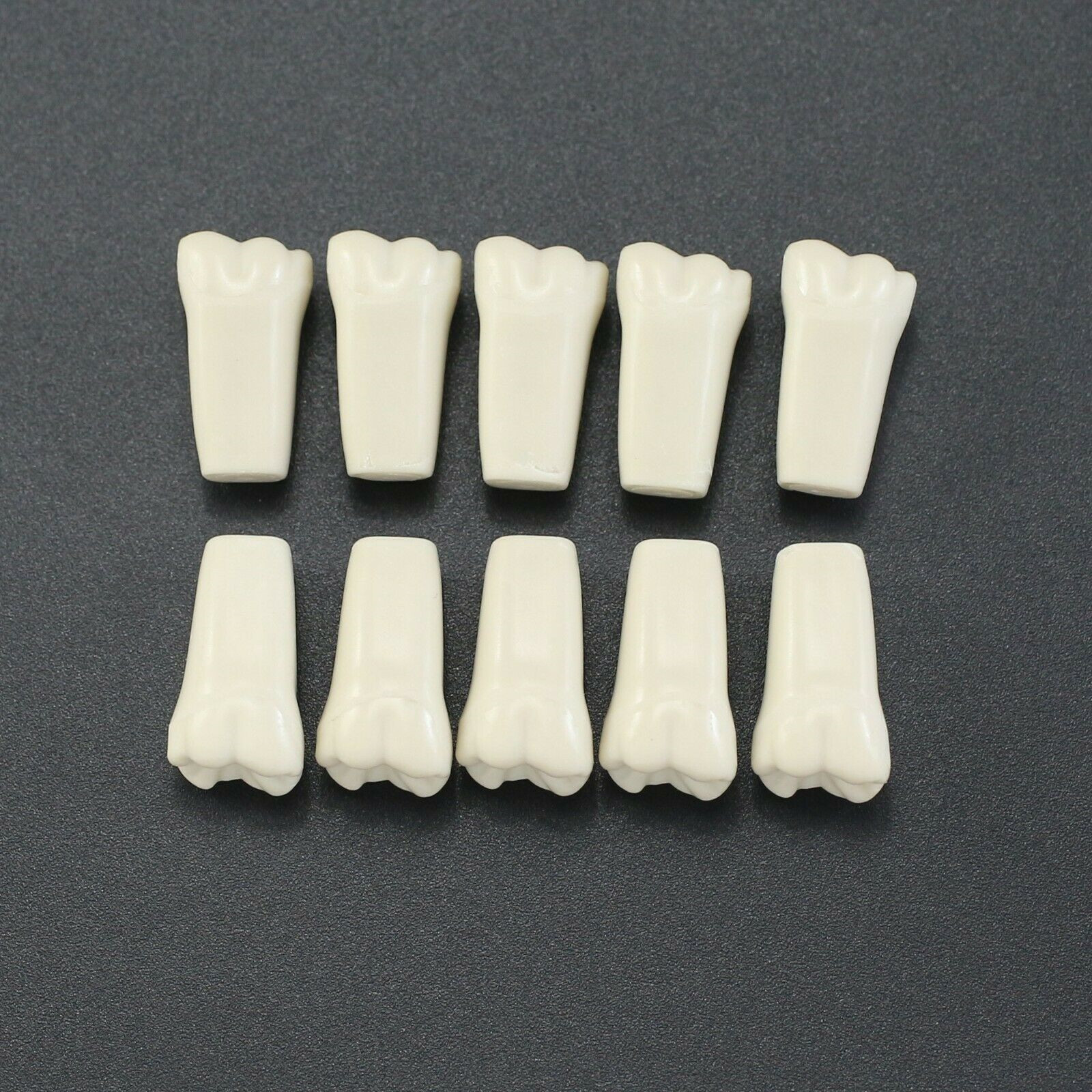 10Pcs/lot Dental Typodont Teeth Replacement Individual Teeth Fit Columbia 860