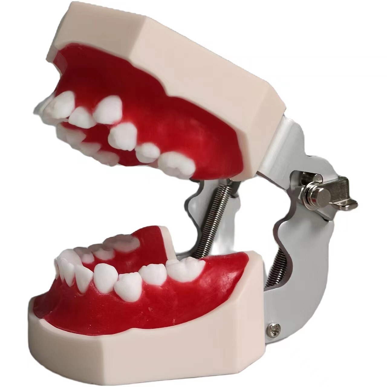 New Reusable Dental Practical Training Model/typodont/orthodontics Wax Model
