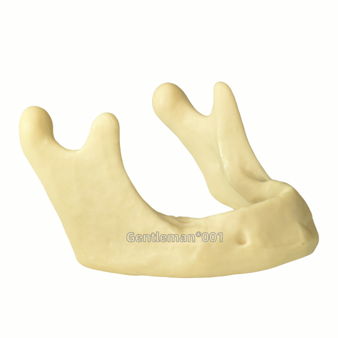 Dental Implant Mandible Jaw Model for Basic Drilling Insertion Practice M2022