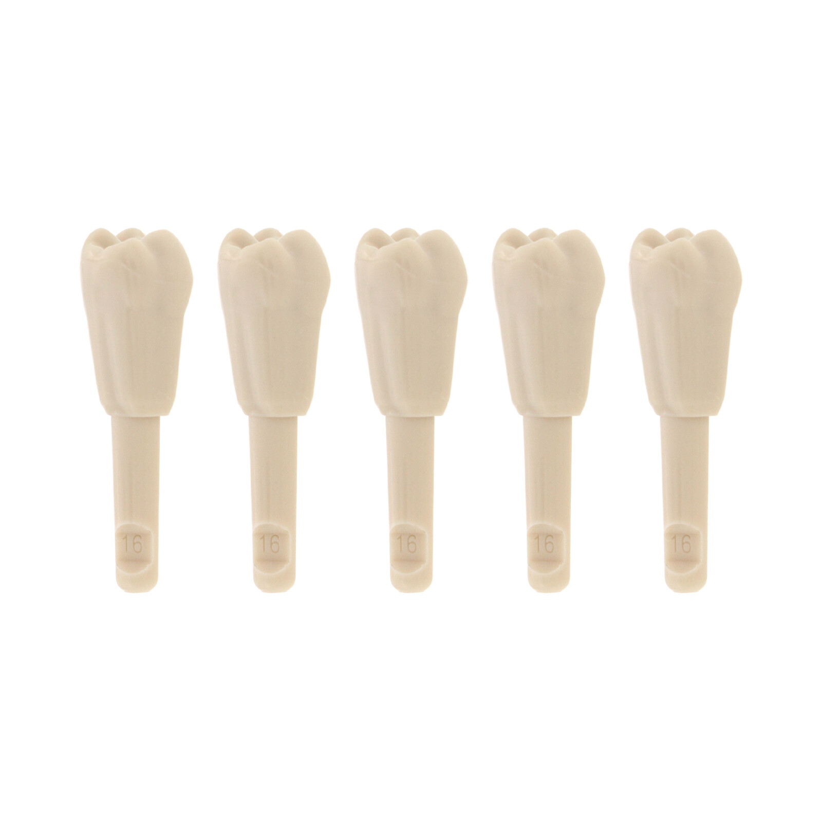 32Pcs Dental Tooth Model for KaVo Basic Model Teeth Retention Mechanism