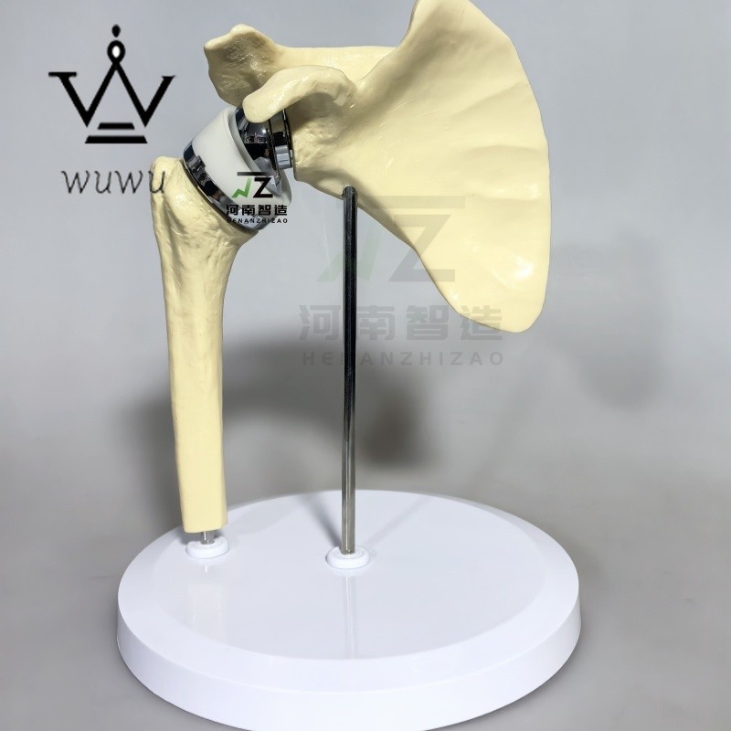 2025 New Artificial Shoulder Joint Manual Model High Quality Orthopedic Model