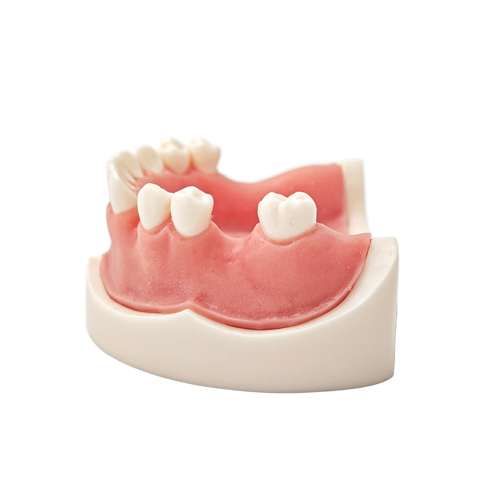 US Dental Implant Model Soft Gums Model Drilling Training Open Suture Practice