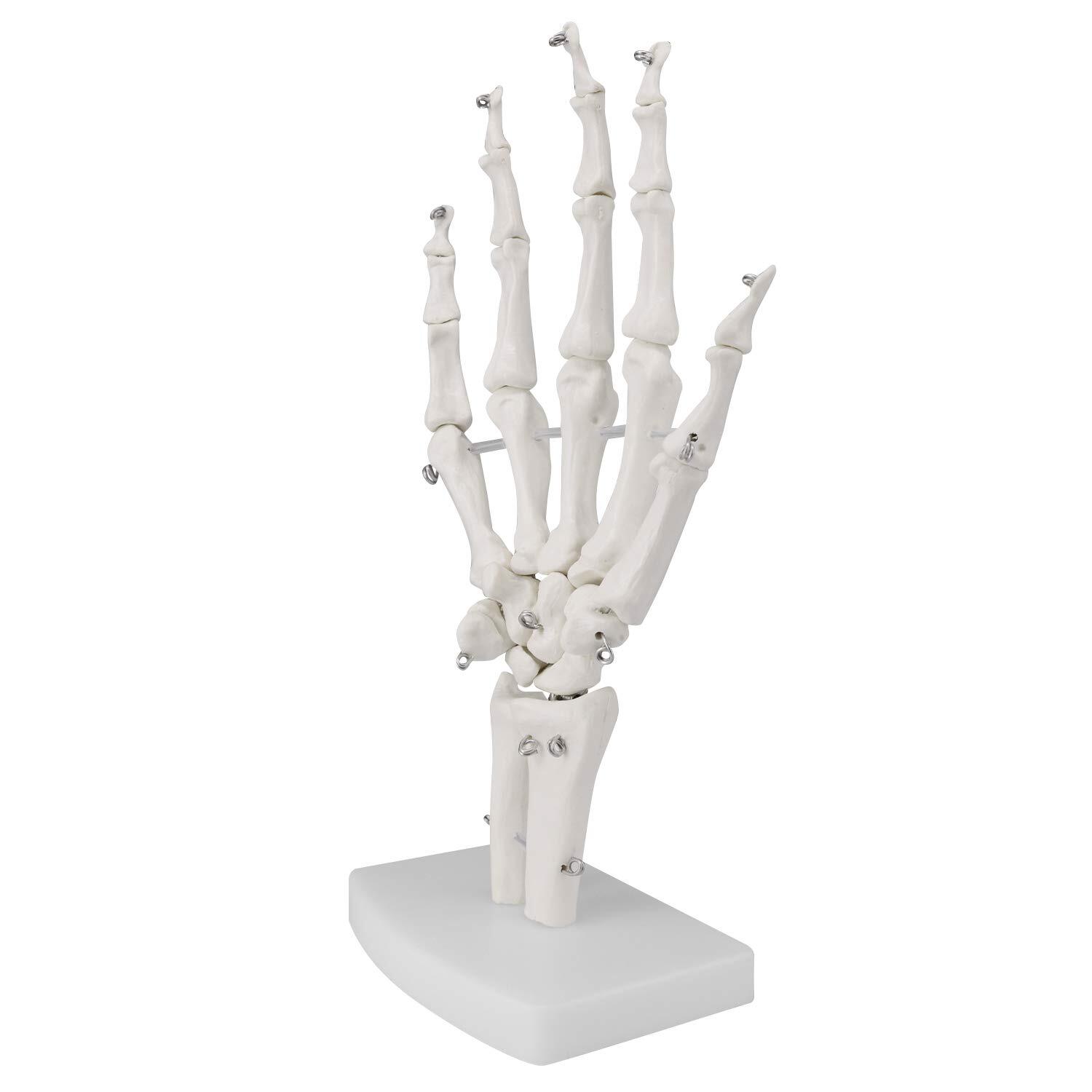 PVC Human Right Hand Joint Model Flexible 1:1 Scientific Life Size+Display Base