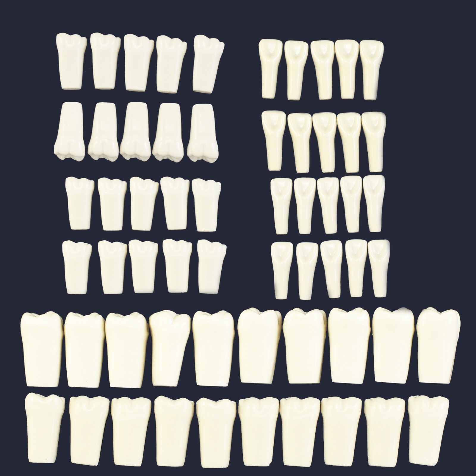 Columbia 860 10pcs/lot Dental Individual Typodont Teeth Replacement