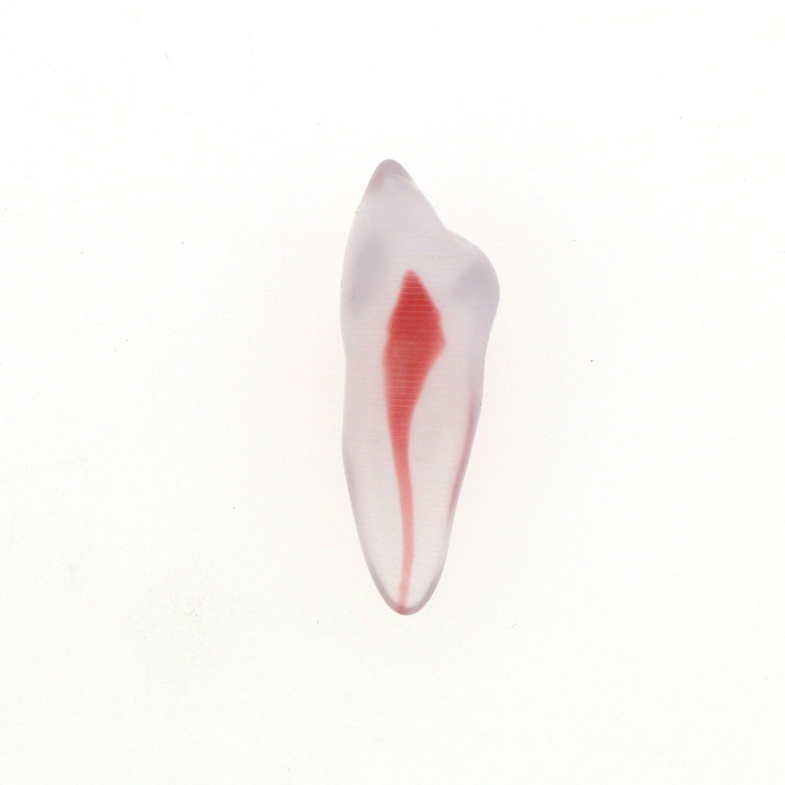 Dental Training 3D RCT Endo Tooth Model Practice Model Curved Root Resin Teeth