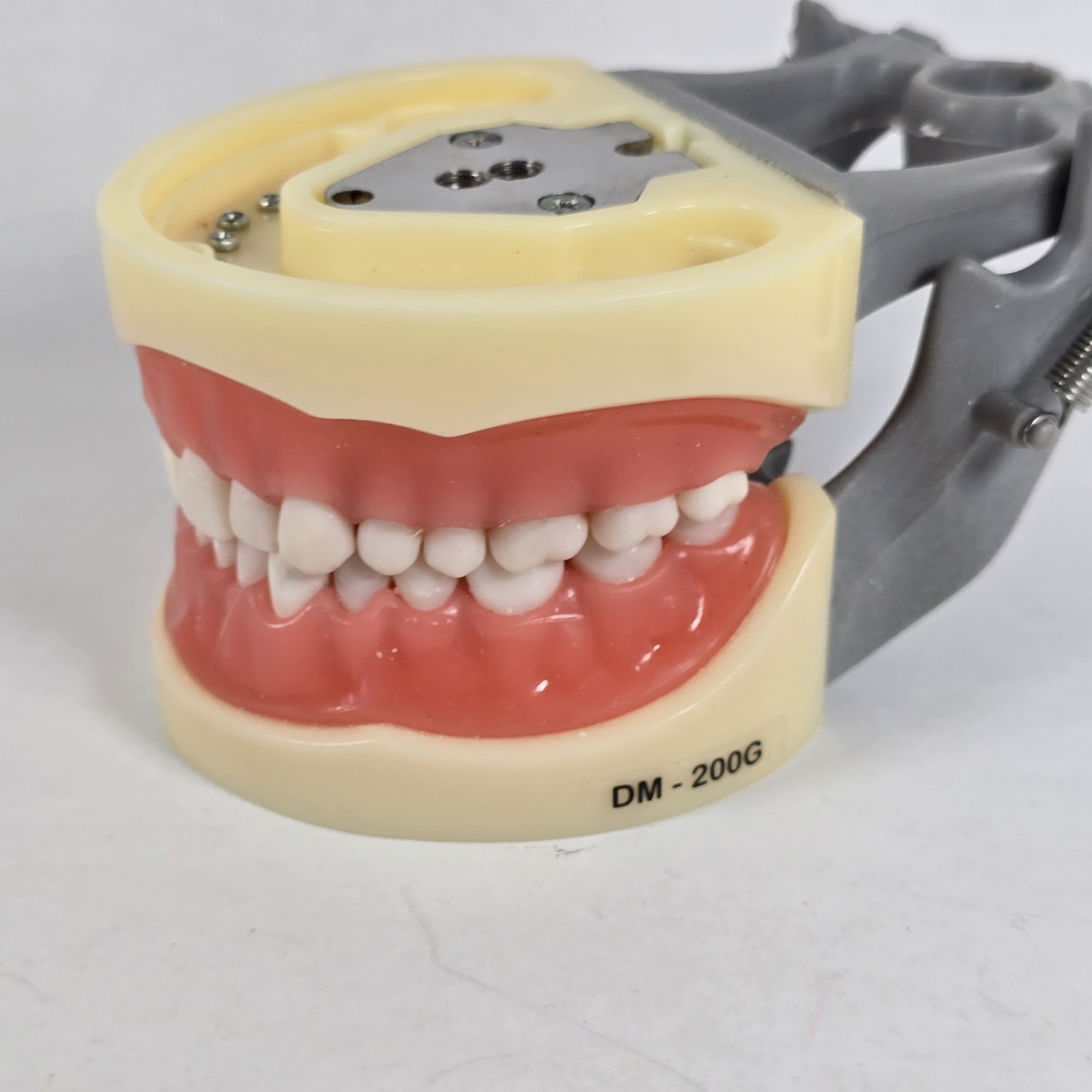 Student Dental Teeth Form, DM-200G, UN Branded