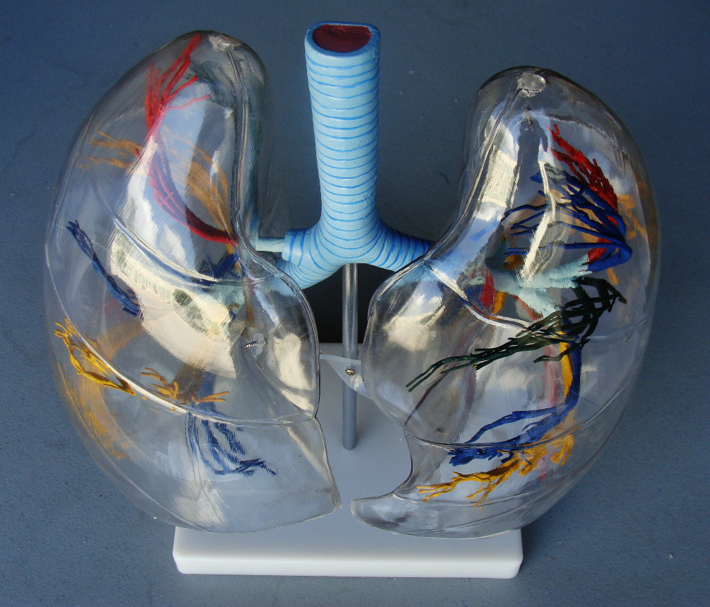 Model Anatomy Professional Medical Transparent Lung Segment IT-057 ARTMED