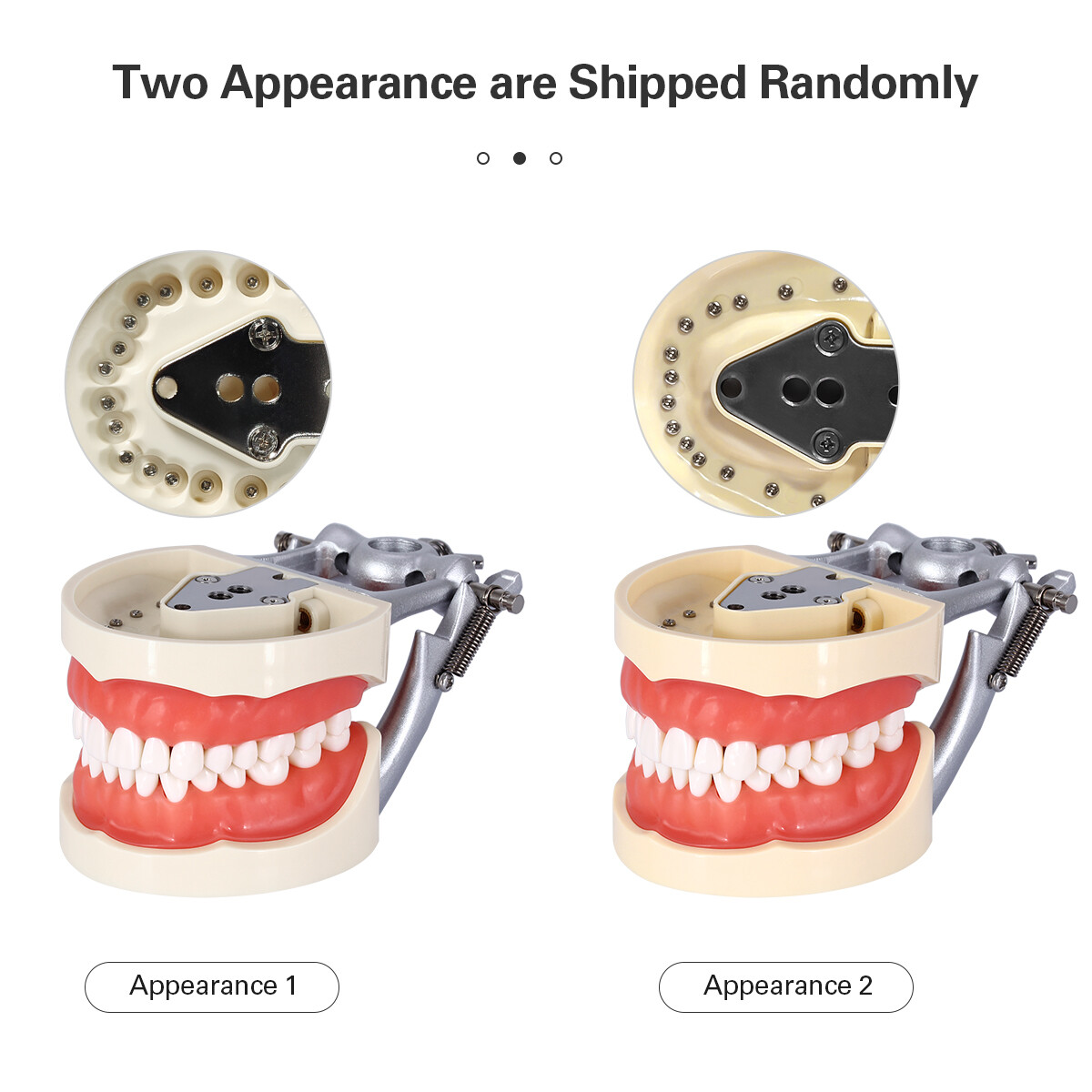 Dental Oral Study Teach Standard Typodont Tissue Decomposition Teaching Model