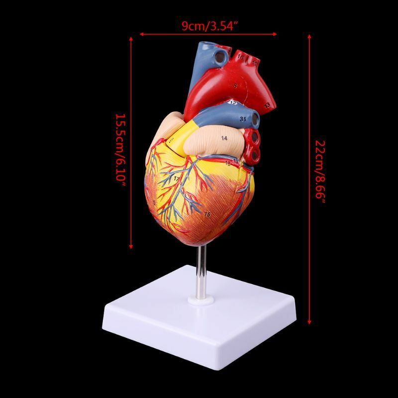 1: 1 Disassembled Anatomical Human Heart Model Anatomy Medical Teaching Tool