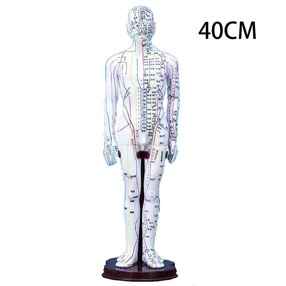 Chinese Model 40cm Female Male PVC Human Body Models