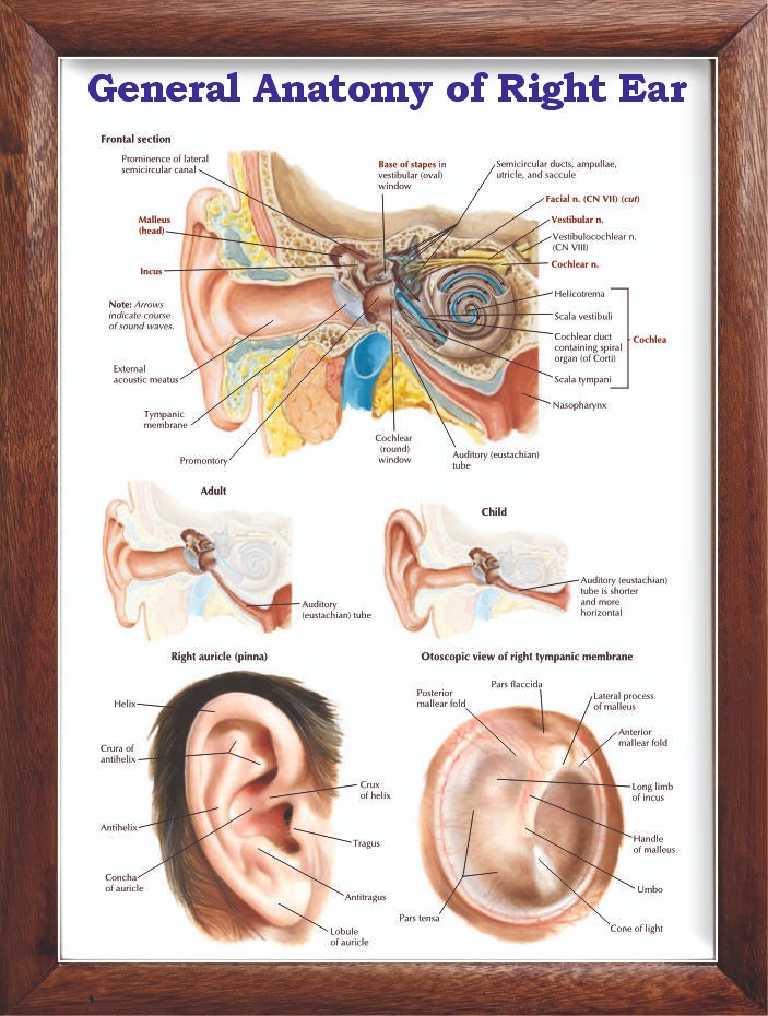 General Anatomy of Right Ear Chart 12×18 inches