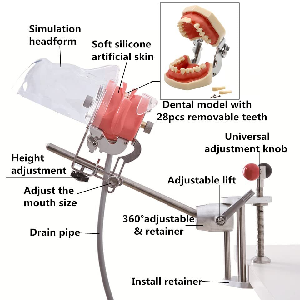 Dental Teaching Head Mold Oral Simulation Simple Fixing Clip Head Mold Student