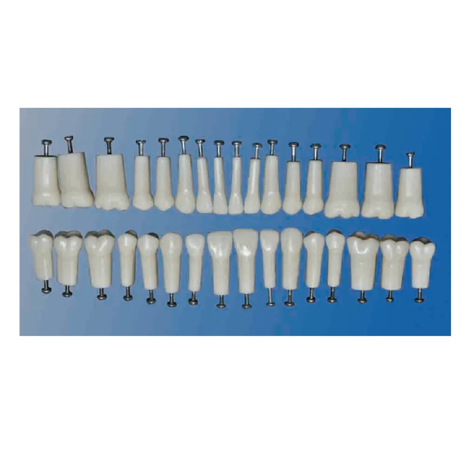 Replacement Teeth, Compatible with Kilgore (Nissin) 200 Series Typodont