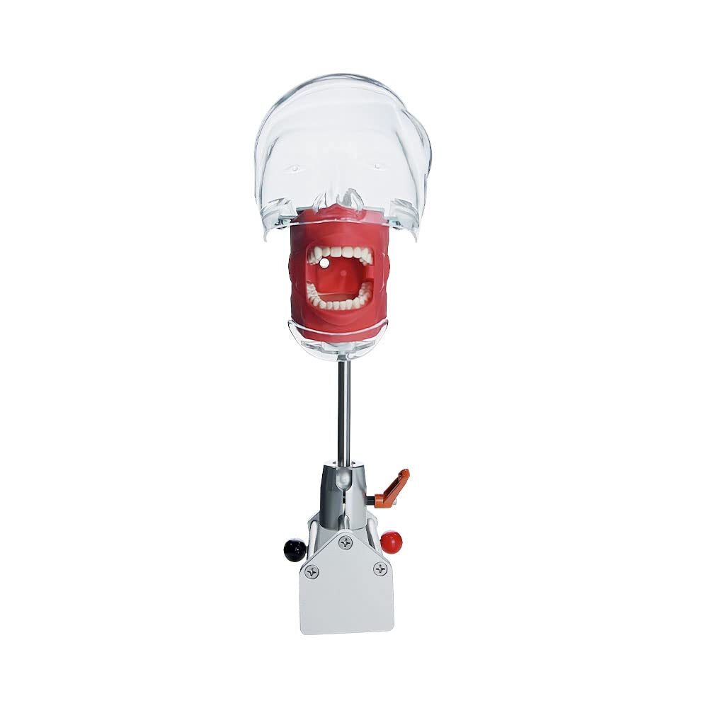 Dental Teaching Head Mold Oral Simulation Simple Fixing Clip Head Mold Student