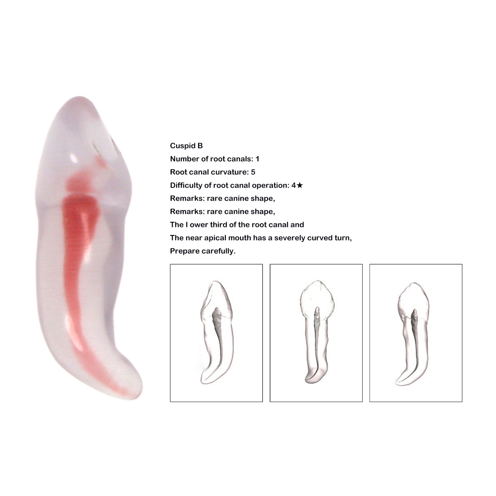 Dental Training 3D RCT Endo Tooth Model Practice Model Curved Root Resin Teeth