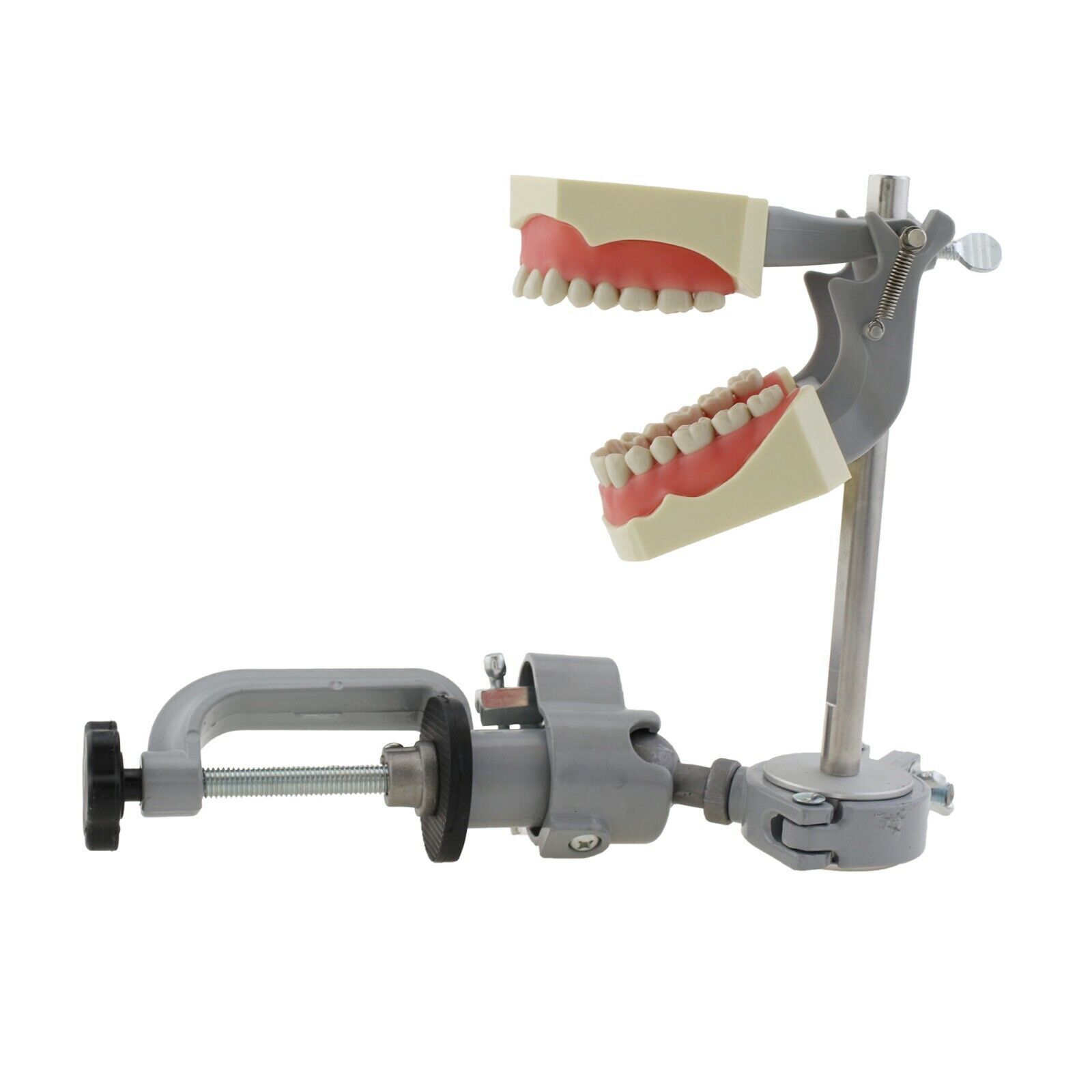 Dental Typodont Training Model Columbia Kilgore Nissin Mounting Pole 28 32 Teeth