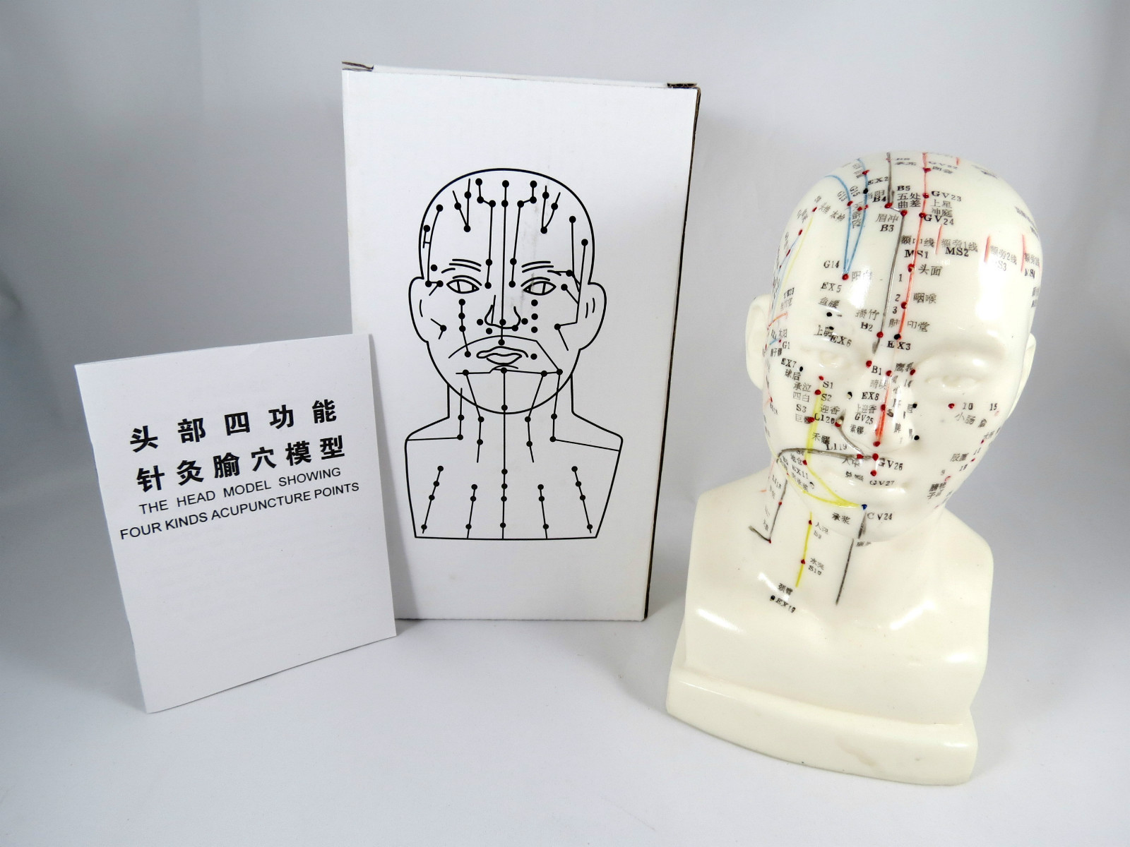 Professional Educational Acupuncture 8″ Head 20cm Anatomy Medical Model IT-094